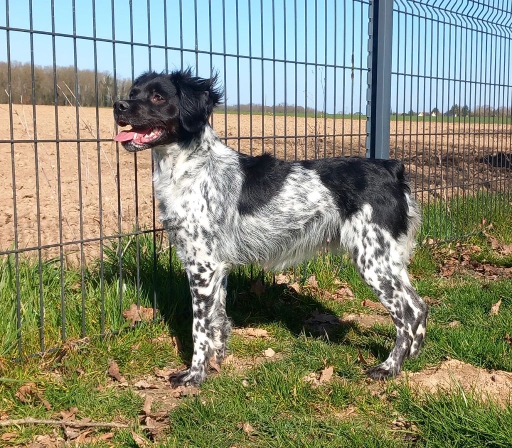 Chienne adulte à vendre Teksa de la Plaine marat  