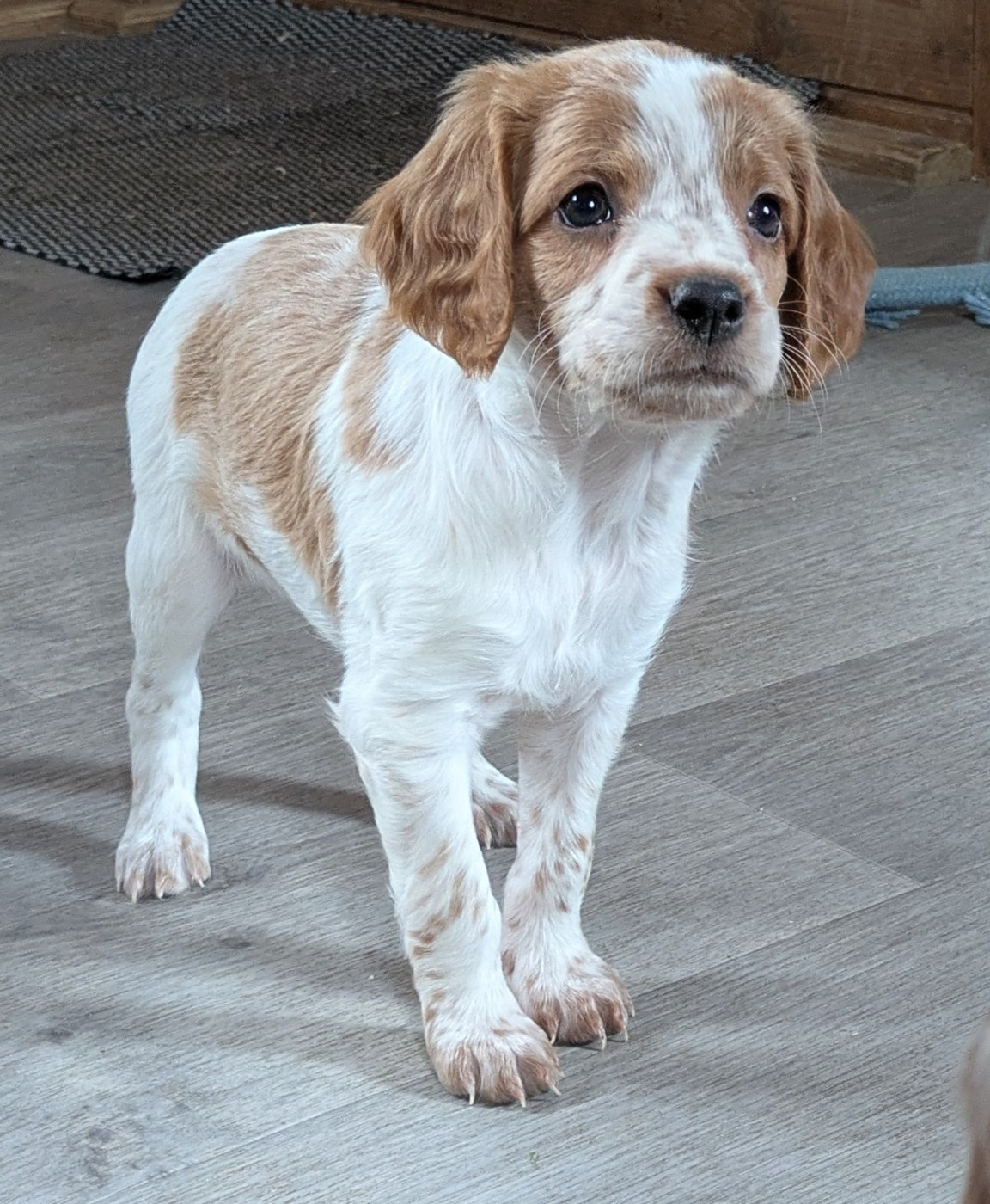 Du Petit Bois De Royka - Epagneul Breton - Portée née le 23/01/2026