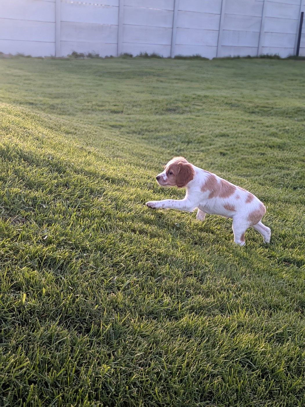 Du Petit Bois De Royka - Chiots disponibles - Epagneul Breton