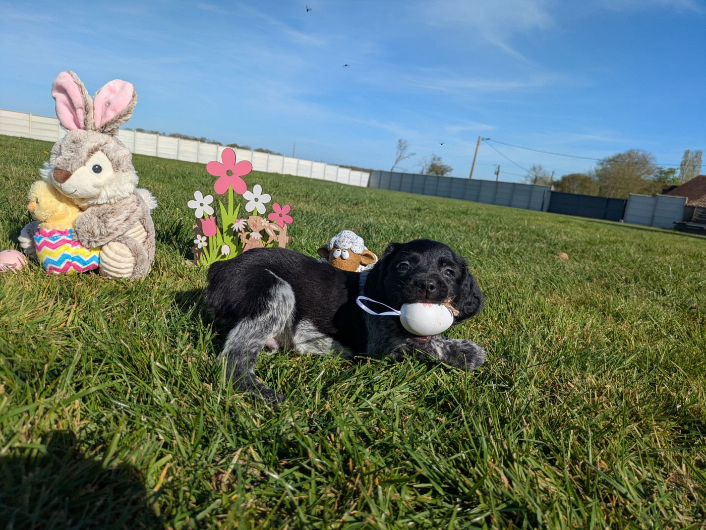 Du Petit Bois De Royka - Chiots disponibles - Epagneul Breton