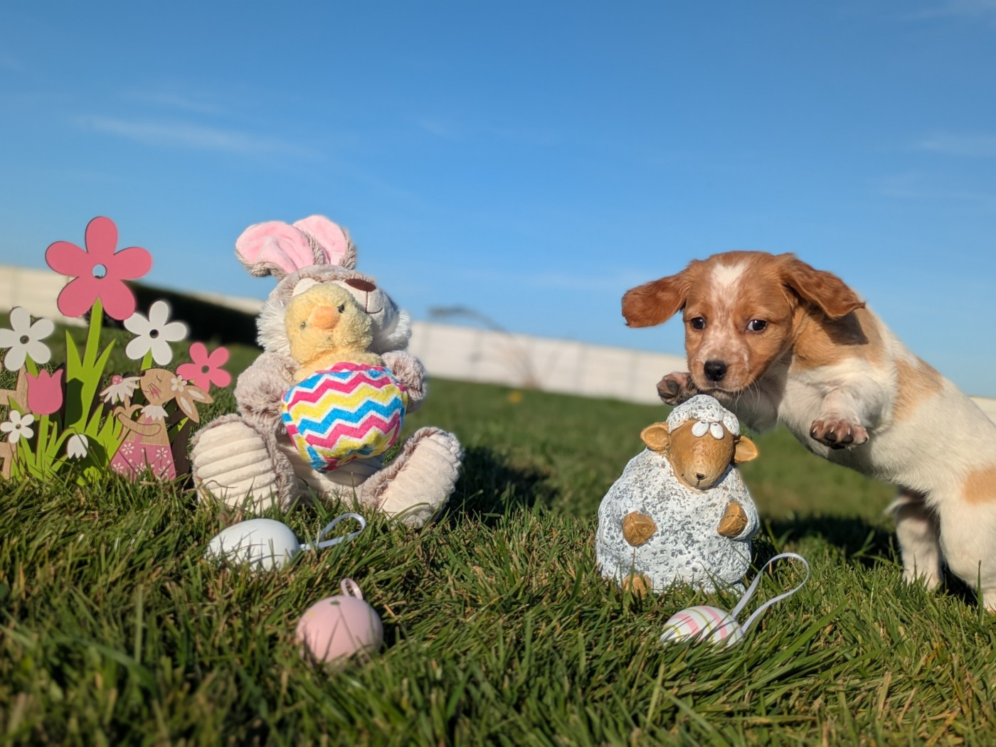 Du Petit Bois De Royka - Chiots disponibles - Epagneul Breton