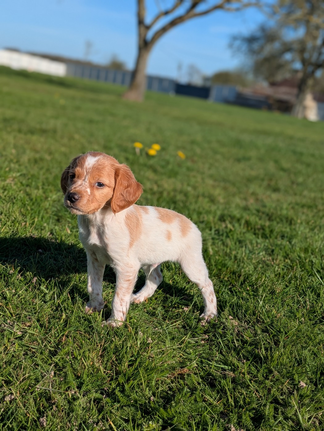 Du Petit Bois De Royka - Chiots disponibles - Epagneul Breton
