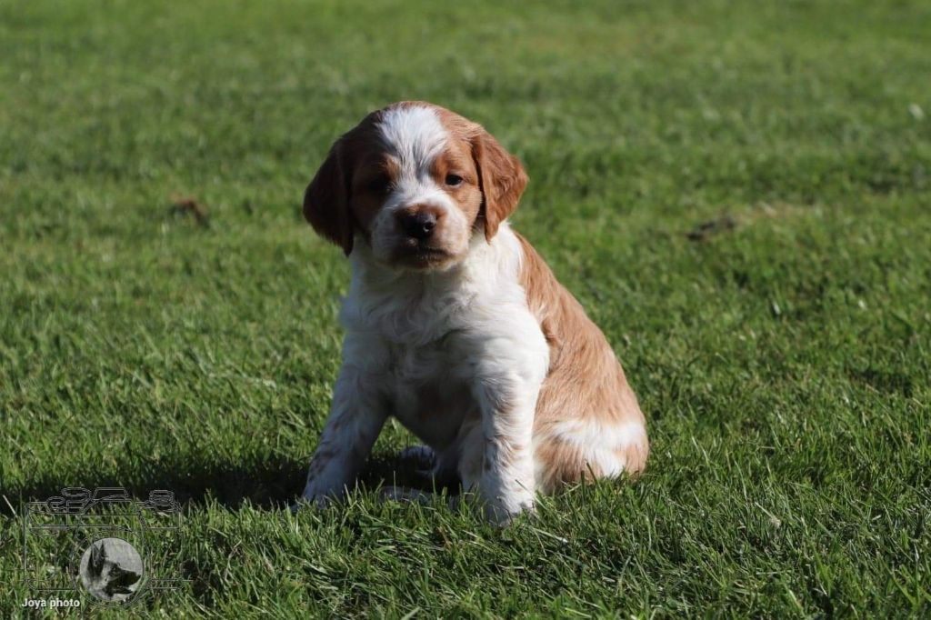 Du Petit Bois De Royka - Epagneul Breton - Portée née le 15/03/2022
