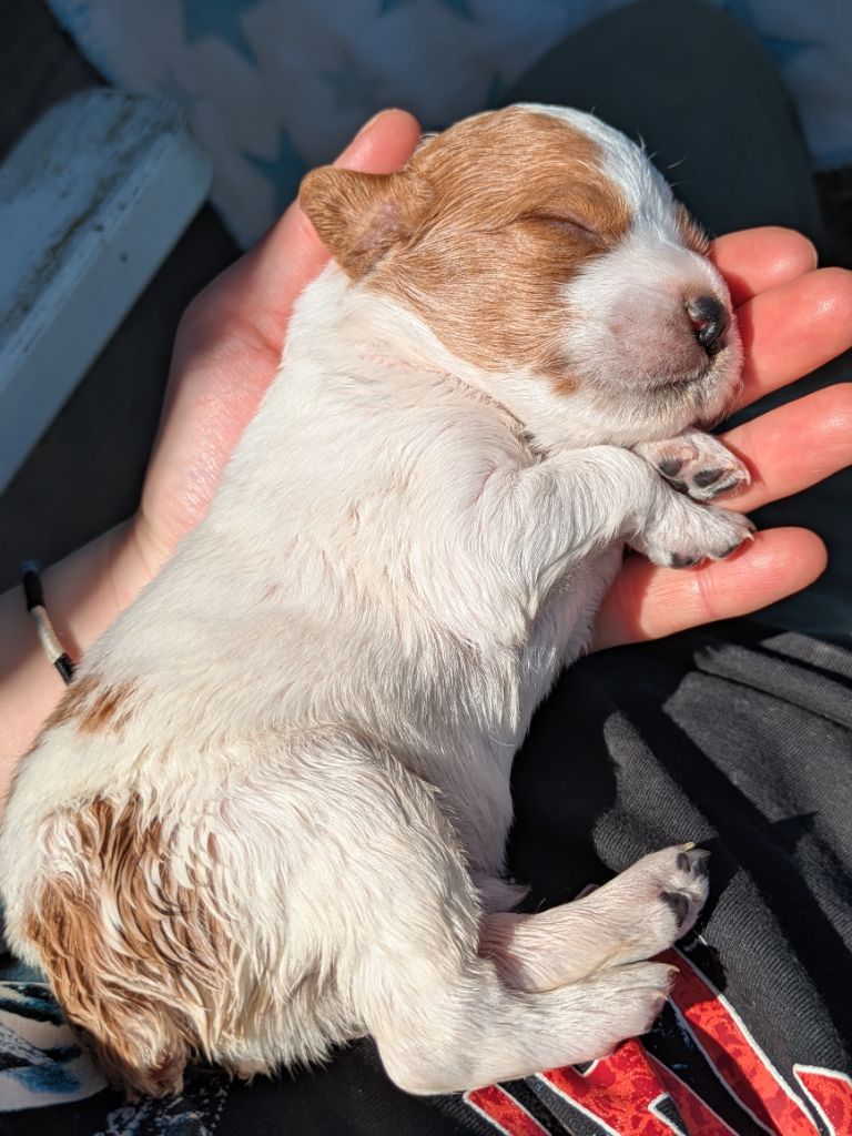 Du Petit Bois De Royka - Chiots disponibles - Epagneul Breton